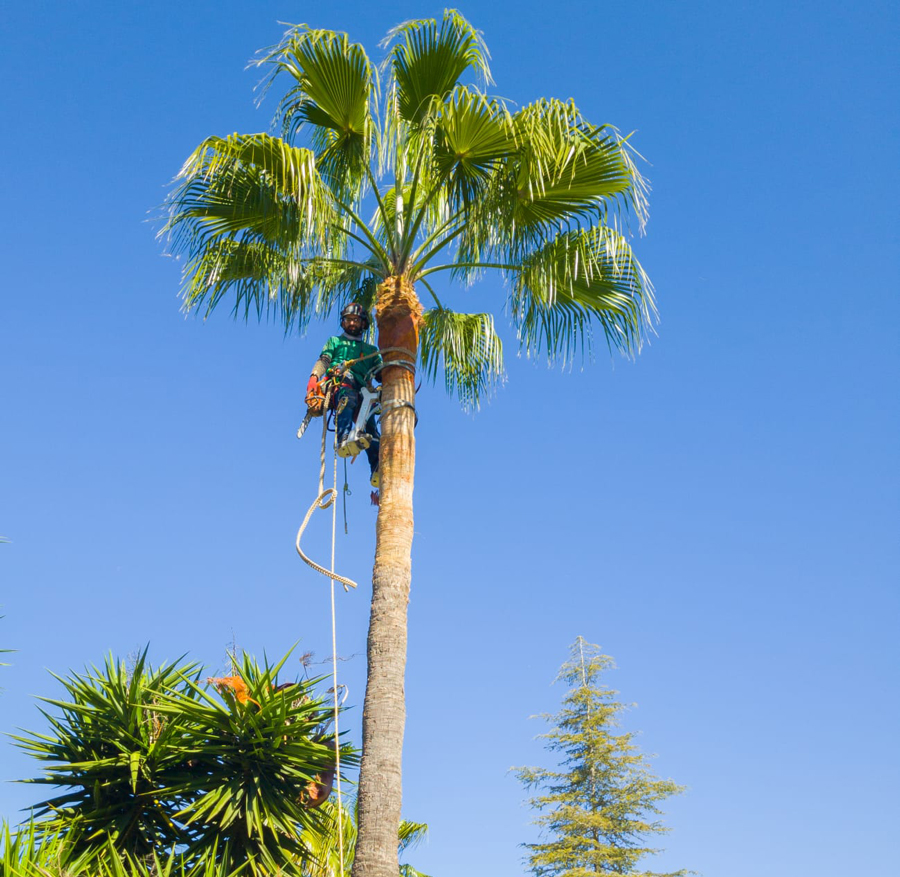 Imagen de Cuidados Palmera